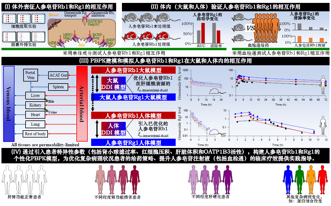 文章推薦 | “藥動學-生物信息學”聯用策略引導注射用人參皂苷的精準用藥：以血栓通為例